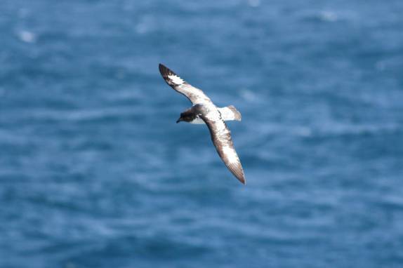 Pássaro se aproxima do Sea Spirit no trecho entre Buenos Aires e as Ilhas Malvinas (foto de Mitch Jasechko)